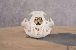 Mountain Lion Cougar Skull SKU 2691