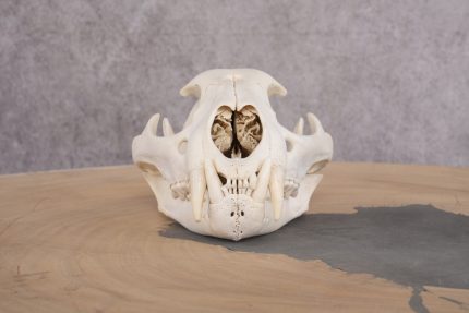 Mountain Lion Cougar Skull SKU 2691