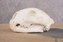 Mountain Lion Cougar Skull SKU 2691 - Image 4