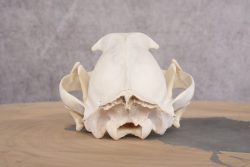 Mountain Lion Cougar Skull SKU 2691 - Image 3