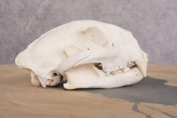 Mountain Lion Cougar Skull SKU 2691 - Image 2
