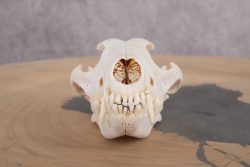 Coyote Skull with Jaw SKU 2692 - Image 4