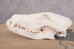 Coyote Skull with Jaw SKU 2692 - Image 3