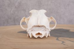 Coyote Skull with Jaw SKU 2692 - Image 2