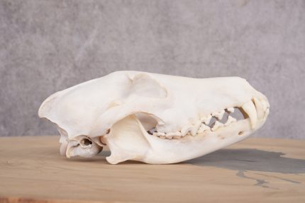 Coyote Skull with Jaw SKU 2692