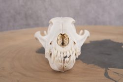 Coyote Skull with Jaw SKU 2693 - Image 4