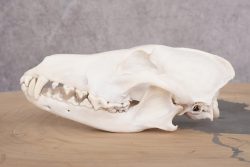 Coyote Skull with Jaw SKU 2693 - Image 3
