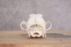 Coyote Skull with Jaw SKU 2693 - Image 2