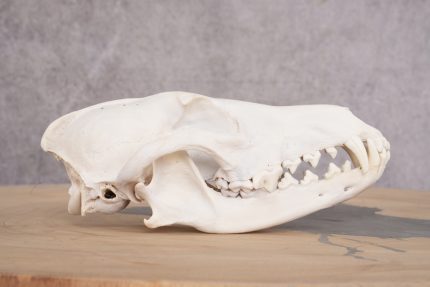 Coyote Skull with Jaw SKU 2693