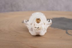 Red Fox Skull with Jaw SKU 2695 - Image 4