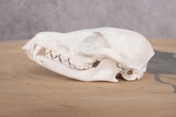 Red Fox Skull with Jaw SKU 2695 - Image 3