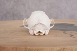 Red Fox Skull with Jaw SKU 2695 - Image 2