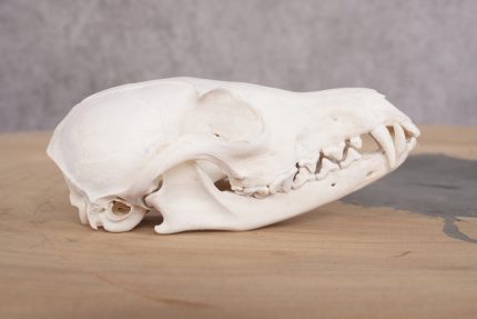 Red Fox Skull with Jaw SKU 2695