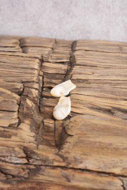 Elk Ivory Teeth SKU 2764 - Image 3