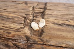 Elk Ivory Teeth SKU 2764 - Image 2