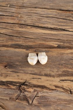 Elk Ivory Teeth SKU 2764