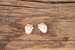 Elk Ivory Teeth SKU 2763 - Image 2