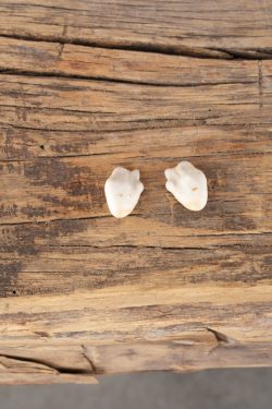 Elk Ivory Teeth SKU 2763