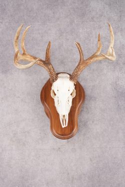 10 Point Whitetail Deer Skull & Plaque Mont SKU 2757