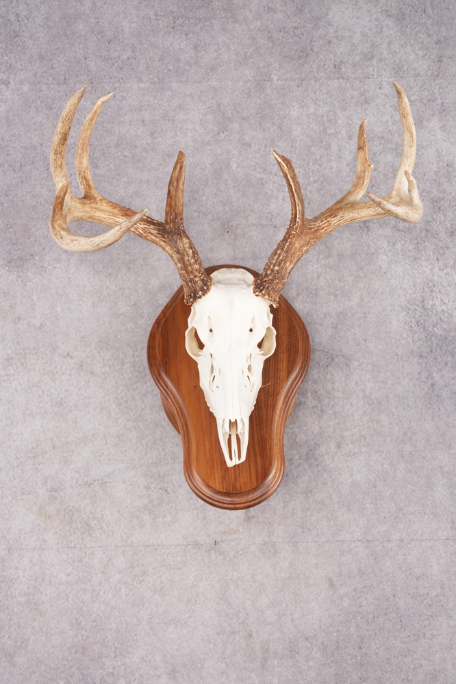 A7406288 10 Point Whitetail Deer Skull & Plaque Mont SKU 2757 - Image 1