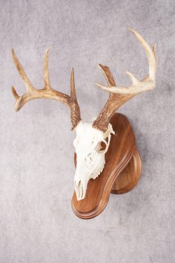 10 Point Whitetail Deer Skull & Plaque Mont SKU 2757 - Image 5