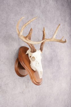 10 Point Whitetail Deer Skull & Plaque Mont SKU 2757 - Image 4