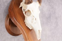 10 Point Whitetail Deer Skull & Plaque Mont SKU 2757 - Image 3