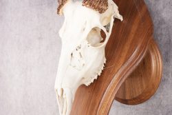 10 Point Whitetail Deer Skull & Plaque Mont SKU 2757 - Image 2