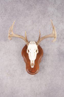 8 Point Whitetail Deer Skull & Plaque SKU 2756