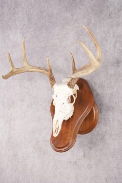 8 Point Whitetail Deer Skull & Plaque SKU 2756 - Image 5