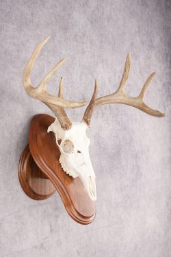 8 Point Whitetail Deer Skull & Plaque SKU 2756 - Image 4