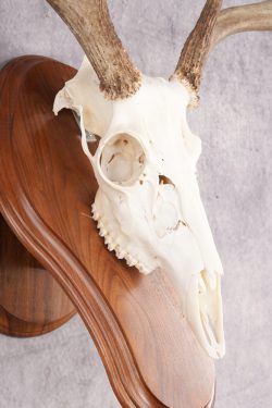 8 Point Whitetail Deer Skull & Plaque SKU 2756 - Image 3