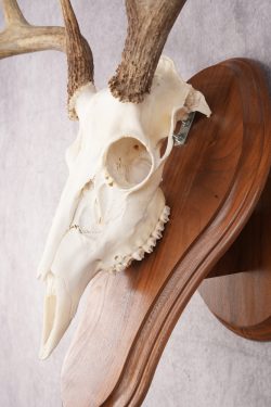 8 Point Whitetail Deer Skull & Plaque SKU 2756 - Image 2