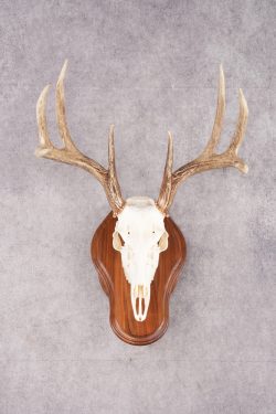 8 Point Whitetail Deer Skull & Plaque SKU 2755