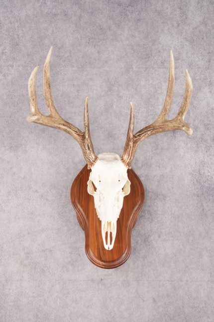 8 Point Whitetail Deer Skull & Plaque SKU 2755