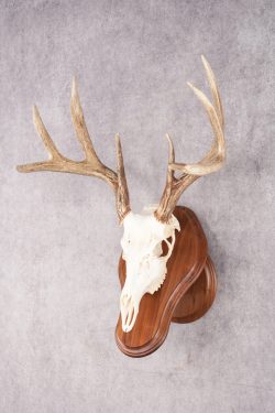 8 Point Whitetail Deer Skull & Plaque SKU 2755 - Image 5