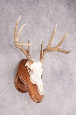 8 Point Whitetail Deer Skull & Plaque SKU 2755 - Image 4