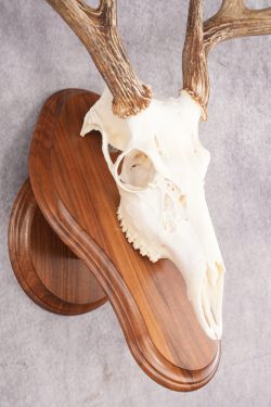 8 Point Whitetail Deer Skull & Plaque SKU 2755 - Image 3