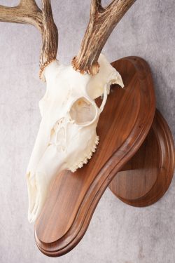 8 Point Whitetail Deer Skull & Plaque SKU 2755 - Image 2
