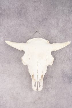 Wild Bison Skull SKU 2754