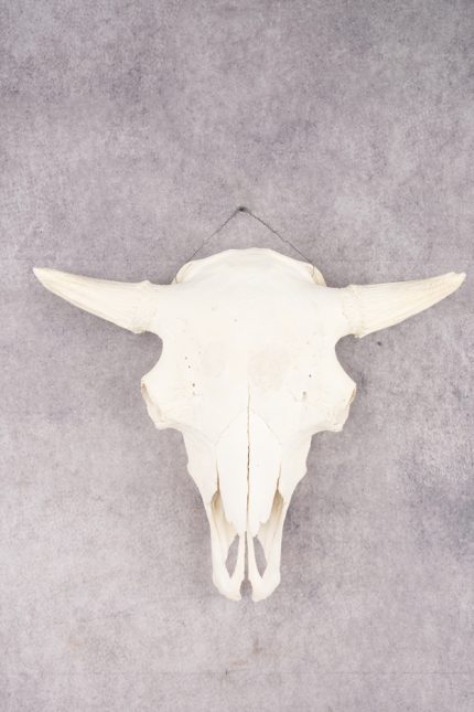 Wild Bison Skull SKU 2754