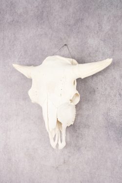 Wild Bison Skull SKU 2754 - Image 6