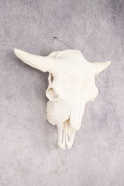 Wild Bison Skull SKU 2754 - Image 5