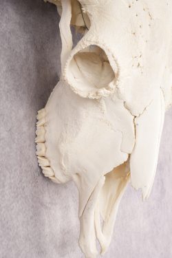 Wild Bison Skull SKU 2754 - Image 4