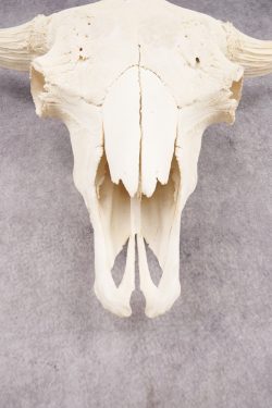 Wild Bison Skull SKU 2754 - Image 2