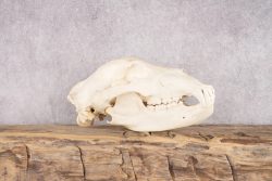 Alaskan Brown Bear Skull SKU 2752 - Image 6