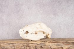 Alaskan Brown Bear Skull SKU 2752 - Image 5