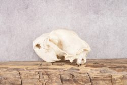 Alaskan Brown Bear Skull SKU 2752 - Image 4