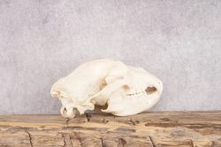 Alaskan Brown Bear Skull SKU 2752 - Image 3