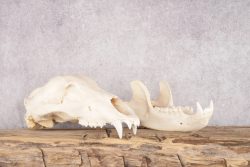 Alaskan Brown Bear Skull SKU 2752 - Image 2